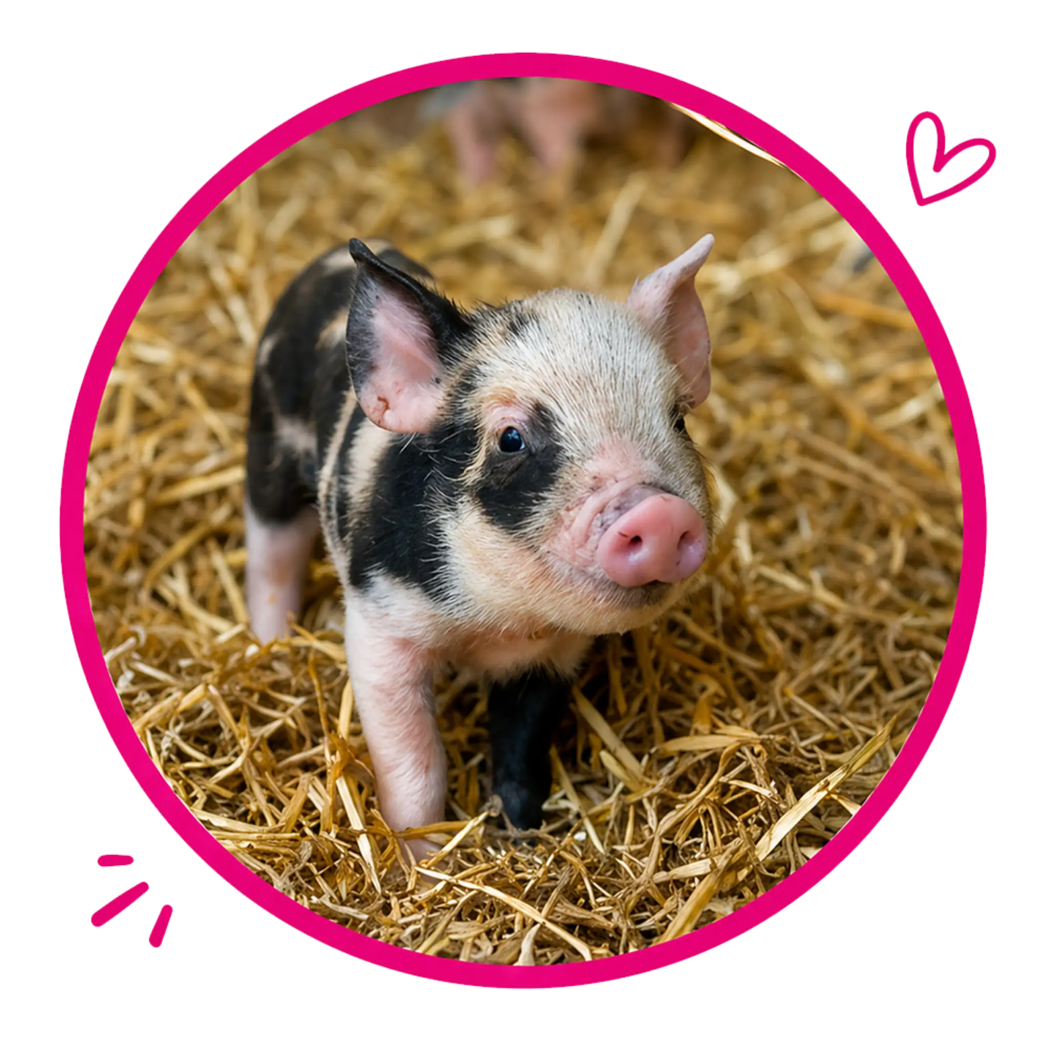About Us Piglet